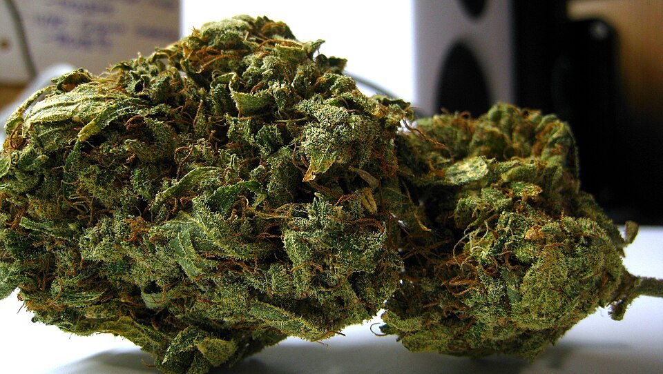 First Timer Bundle — hybrid bundles from Greens Karing Kind, Los Angeles