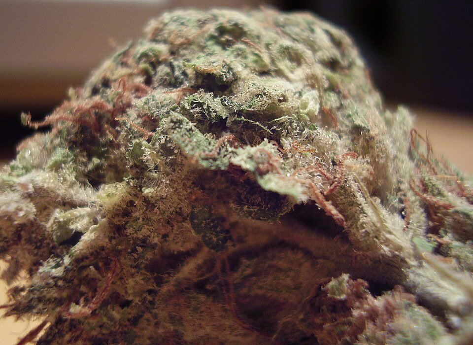 Weekend Warrior Bundle — hybrid bundles from Greens Karing Kind, Los Angeles