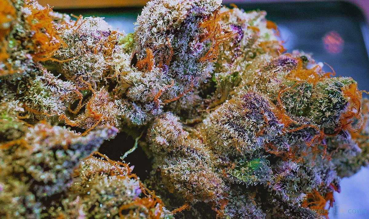 AK-47 — sativa cannabis flower from Greens Karing Kind, Los Angeles