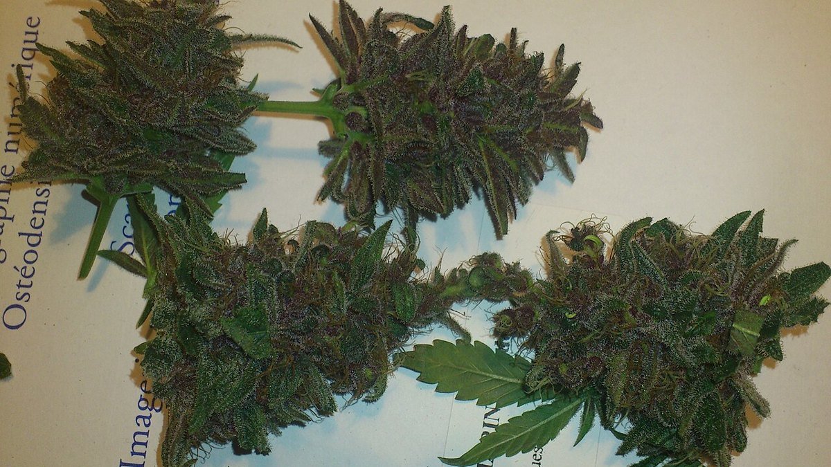 Granddaddy Purple — indica cannabis flower from Greens Karing Kind, Los Angeles