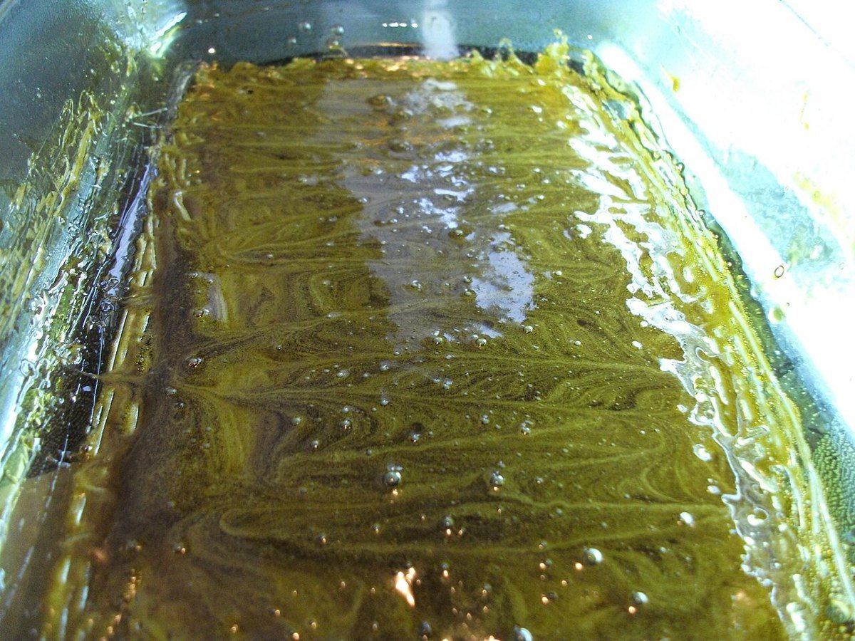 Sugar 1g - AK-47 — sativa concentrates from Greens Karing Kind, Los Angeles